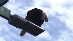 Haliaeetus leucocephalus