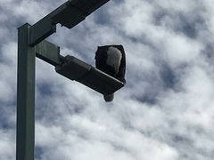 Haliaeetus leucocephalus