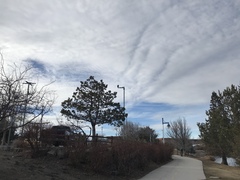 Haliaeetus leucocephalus