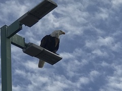 Haliaeetus leucocephalus