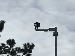 Haliaeetus leucocephalus