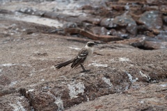 Mimus parvulus bauri