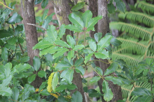 Neopanax arboreus, photograph 4