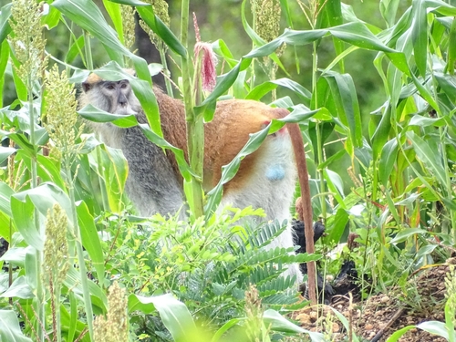 Western Patas Monkey