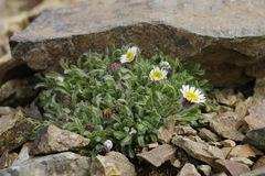 Erigeron denalii