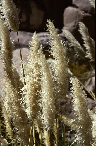 Cortaderia atacamensis, photograph 3