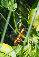 Megarhyssa greenei