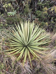 Puya goudotiana