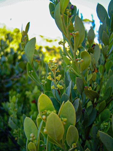 Santalaceae image