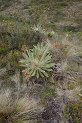 Espeletia corymbosa