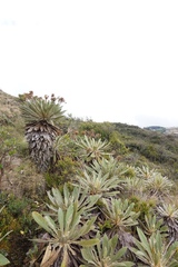 Espeletia corymbosa