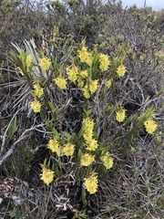 Epidendrum zipaquiranum