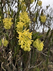 Epidendrum zipaquiranum