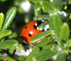 Coccinella septempunctata