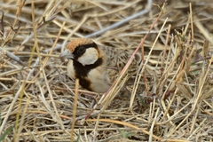 Eremopterix leucopareia