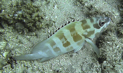 Epinephelus fasciatus