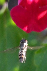 Platycheirus