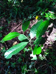 Tabernaemontana ventricosa