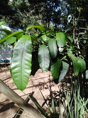 Tabernaemontana ventricosa