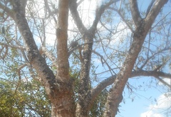 Sapium glandulosum