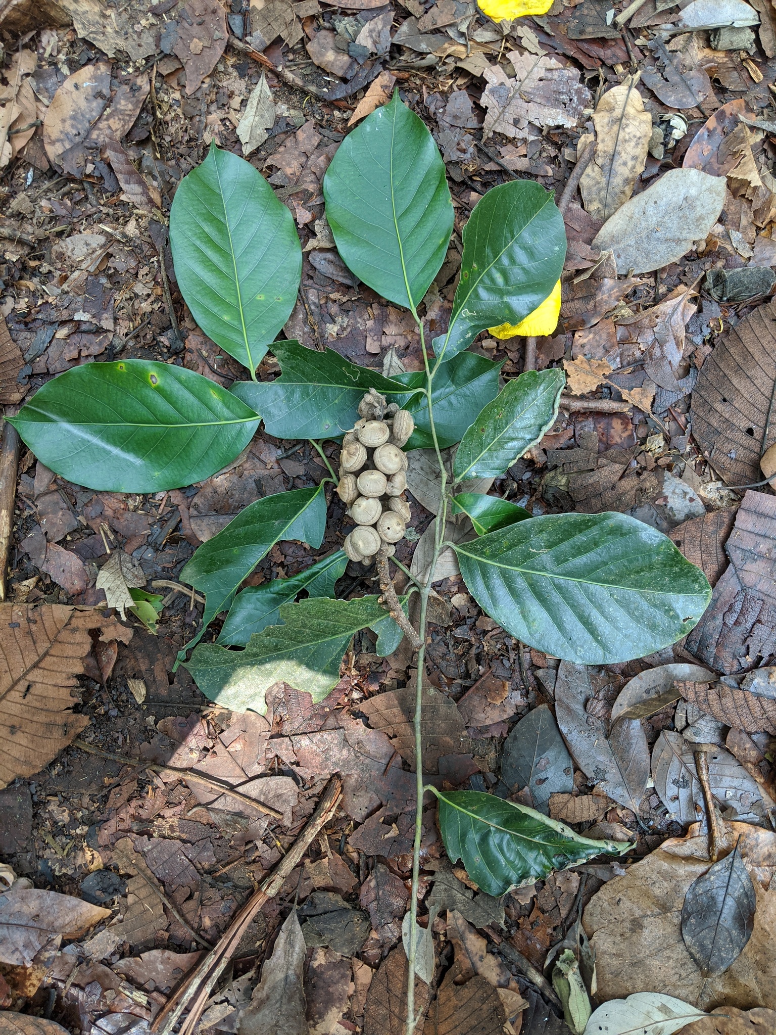 Lithocarpus encleisacarpus (Lithocarpus encleisacarpus)