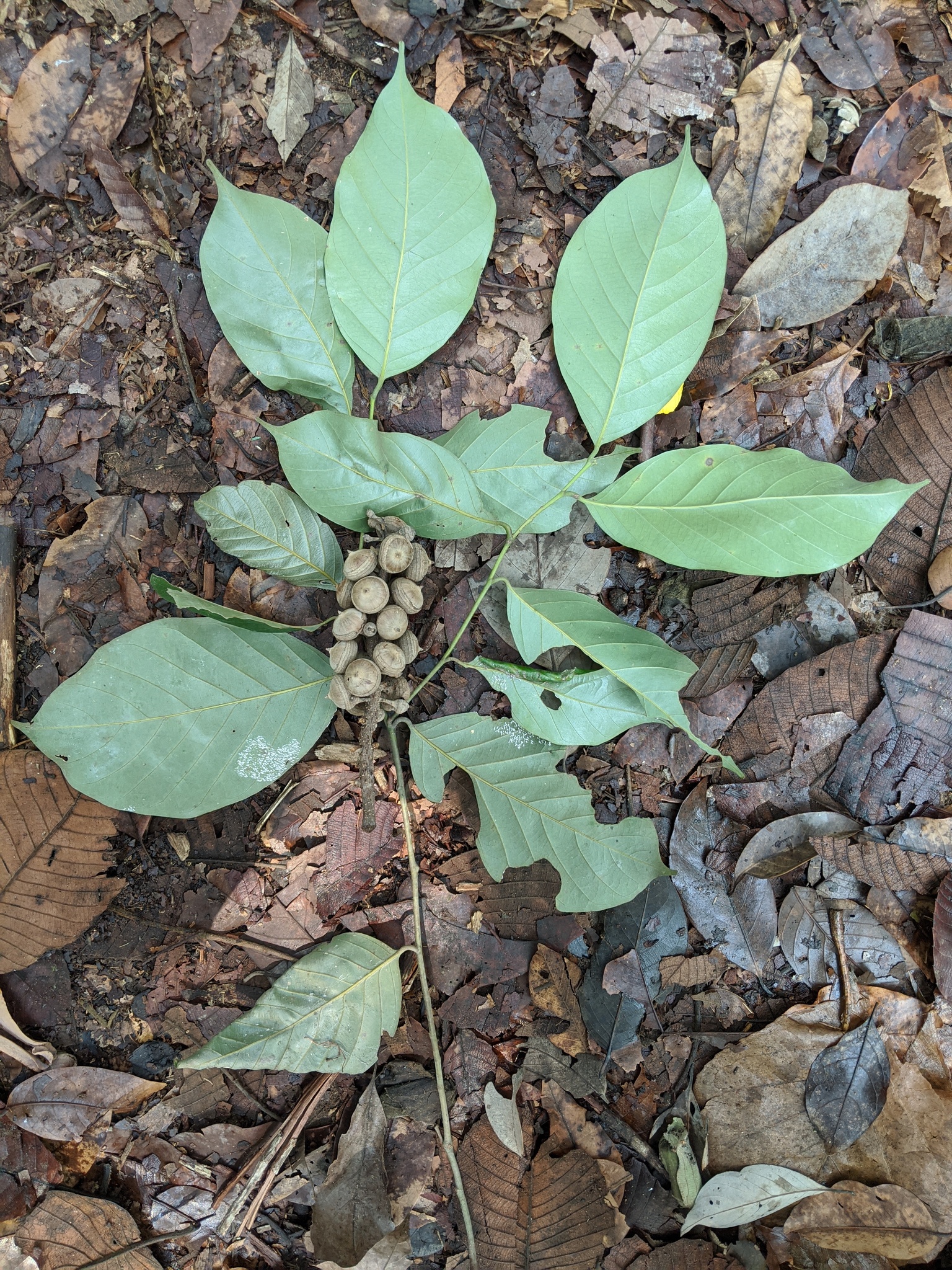 Lithocarpus encleisacarpus — ảnh 2