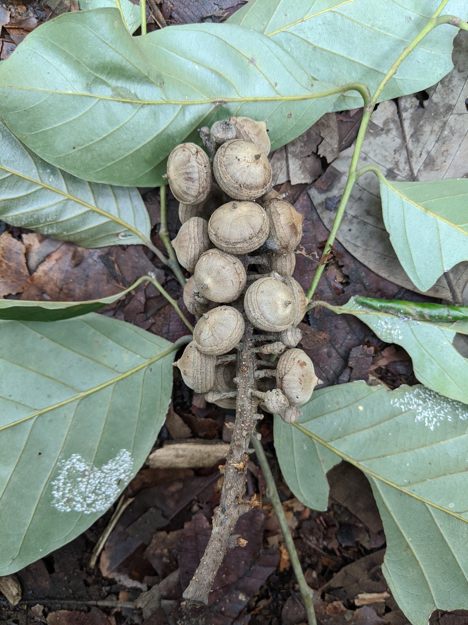 Lithocarpus encleisacarpus — ảnh 3