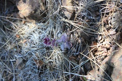 Streptanthus hispidus