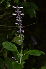 Salvia divinorum