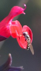 Platycheirus