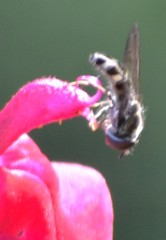 Platycheirus