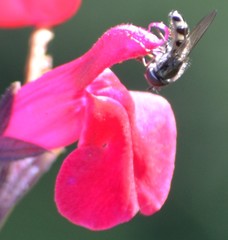 Platycheirus