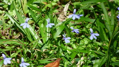 Lobelia quadrangularis