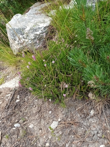 Image of Erica spiculifolia by (c) Salza Palpurina, some rights reserved (CC BY)