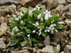 Cardamine bellidifolia