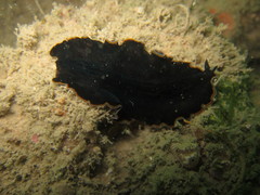 Pseudobiceros hancockanus