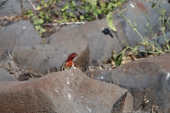 Microlophus delanonis