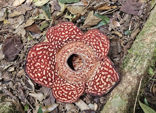 Rafflesia pricei (Rafflesia pricei)