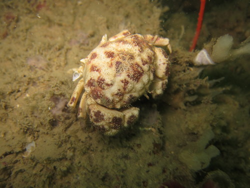 Epiactaea nodulosa observed 2013-05-01