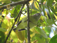 Vireo leucophrys