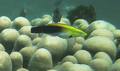 Labroides pectoralis