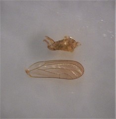 Anoeconeossa communis