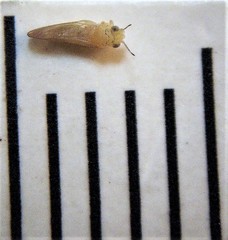 Anoeconeossa communis