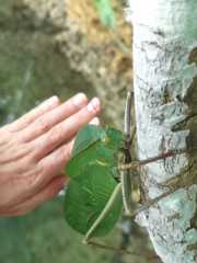 Siliquofera grandis