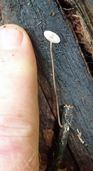 Crinipellis procera image