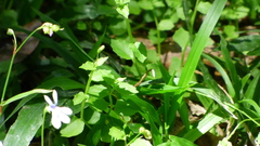 Lobelia quadrangularis