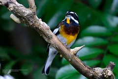 Spindalis zena benedicti