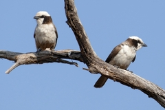 Southern White-Crowned Shrike photo 4
