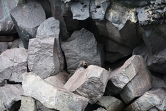 Arctocephalus galapagoensis