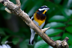 Spindalis zena benedicti